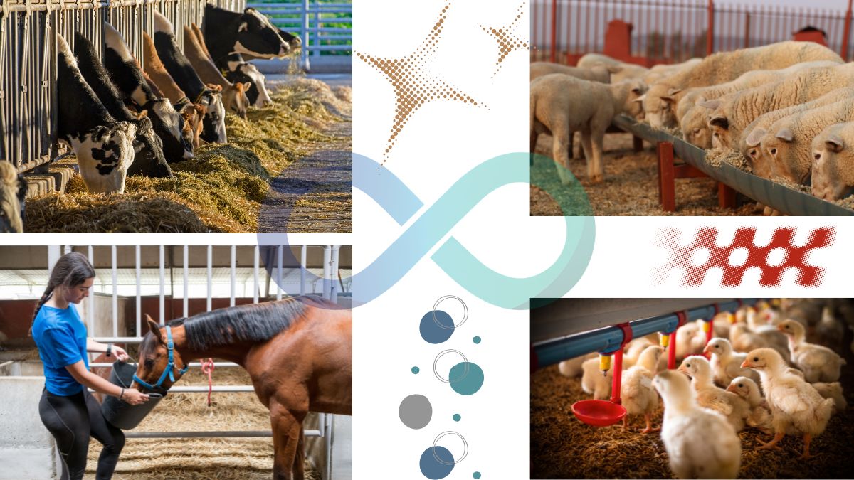 Animal Feed & Nutrition Additives
